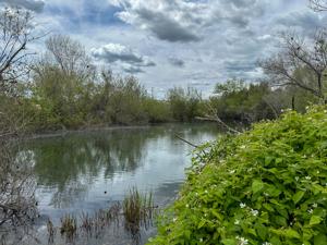 Chino Creek Wetlands Highlight